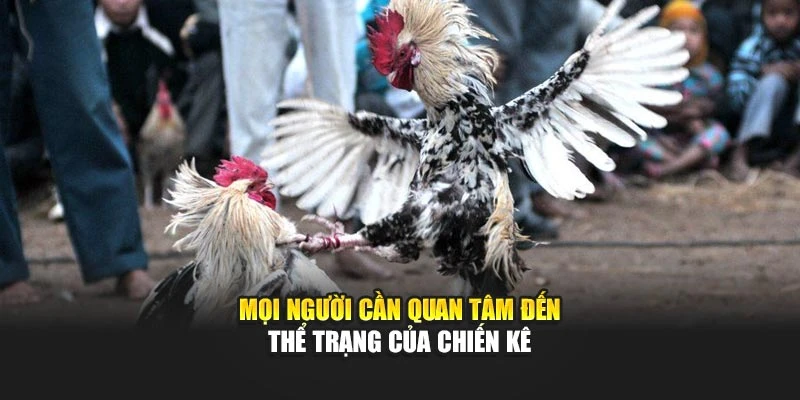 Mọi người cần quan tâm đến thể trạng của chiến kê