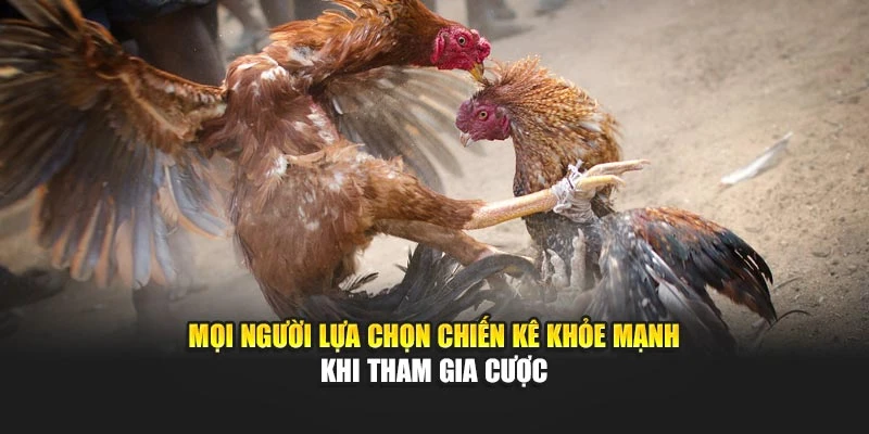 Mọi người lựa chọn chiến kê khỏe mạnh khi tham gia cược