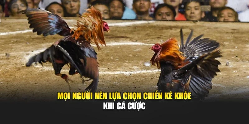 Mọi người nên lựa chọn chiến kê khỏe khi cá cược