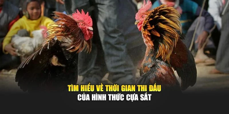 Tìm hiểu về thời gian thi đấu của hình thức cựa sắt