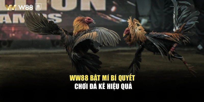 WW88 bật mí bí quyết chơi đá kê hiệu quả